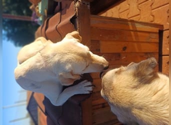 Liebevolle Mia, Golden Retriever Mischling