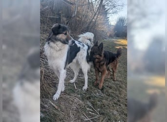 Freddy, bildschöner Herdenschutzhundmix