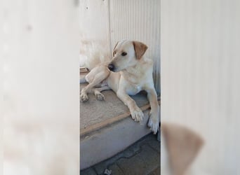 Buddy, liebevoller Labrador Mischling
