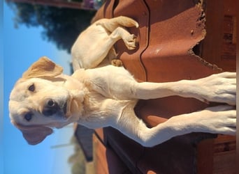 Liebevolle Mia, Golden Retriever Mischling