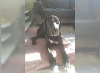 Nero,bildschöner Traumhund mit top Charakter