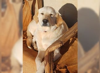 Liebevolle Mia, Golden Retriever Mischling