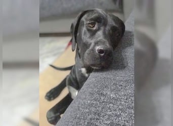 Nero,bildschöner Traumhund mit top Charakter