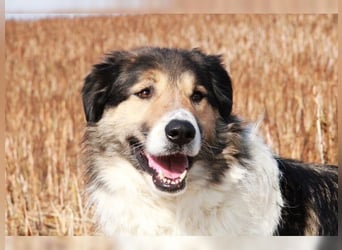 Freddy, bildschöner Herdenschutzhundmix