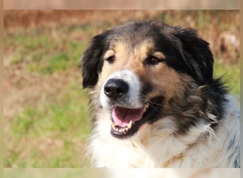 Freddy, bildschöner Herdenschutzhundmix