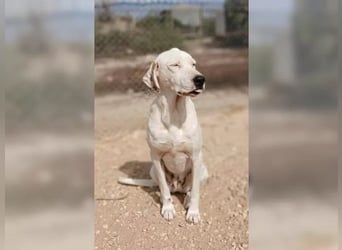 Sakiz, liebevolle Hündin mit einem großen Herzen