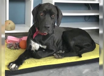 Nero,bildschöner Traumhund mit top Charakter