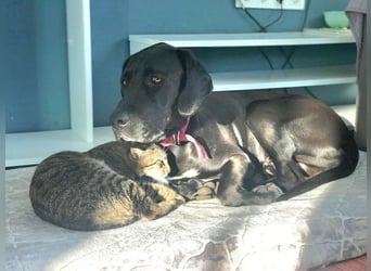 Nero,bildschöner Traumhund mit top Charakter