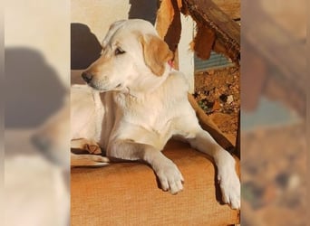 Liebevolle Mia, Golden Retriever Mischling