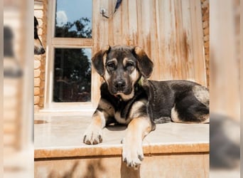 Riesenbaby Kian,ein Herzenshund