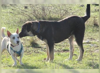 Riesenbaby Kian,ein Herzenshund