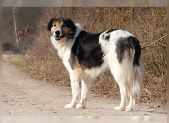 Freddy, bildschöner Herdenschutzhundmix