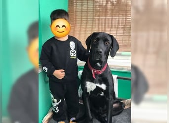 Nero,bildschöner Traumhund mit top Charakter