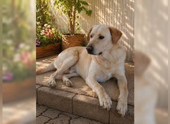Buddy, liebevoller Labrador Mischling