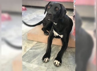 Nero,bildschöner Traumhund mit top Charakter