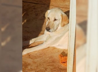 Liebevolle Mia, Golden Retriever Mischling