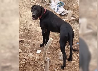 Nero,bildschöner Traumhund mit top Charakter