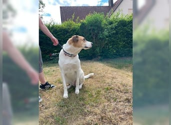 Emil, riesengroßer Schmusebär