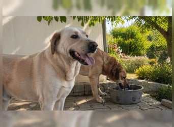 Buddy, liebevoller Labrador Mischling