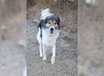 Freddy, bildschöner Herdenschutzhundmix