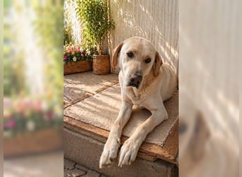 Buddy, liebevoller Labrador Mischling
