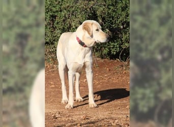 Liebevolle Mia, Golden Retriever Mischling