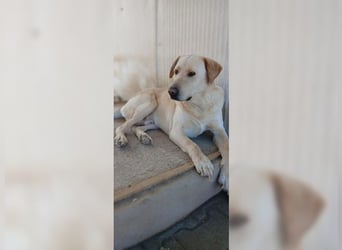 Buddy, liebevoller Labrador Mischling