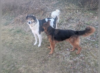Freddy, bildschöner Herdenschutzhundmix