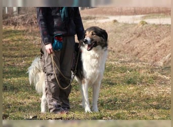 Freddy, bildschöner Herdenschutzhundmix