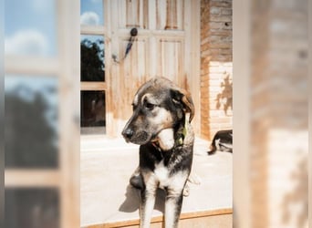 Riesenbaby Kian,ein Herzenshund