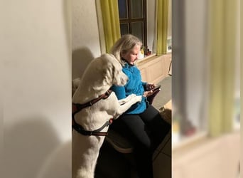 Sakiz, liebevolle Hündin mit einem großen Herzen