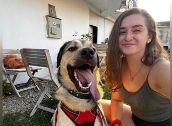 Romeo wünscht sich ein für immer Zuhause