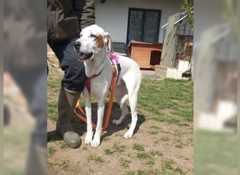 Sakiz, liebevolle Hündin mit einem großen Herzen