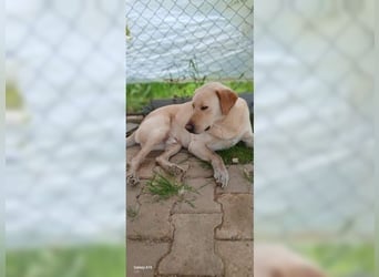 Buddy, liebevoller Labrador Mischling