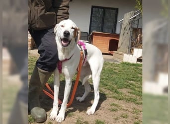 Sakiz, liebevolle Hündin mit einem großen Herzen