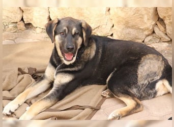 Riesenbaby Kian,ein Herzenshund