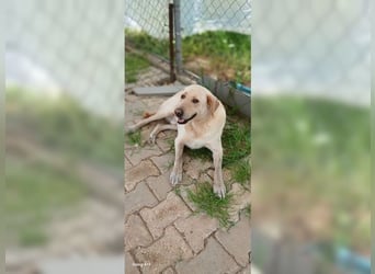 Buddy, liebevoller Labrador Mischling