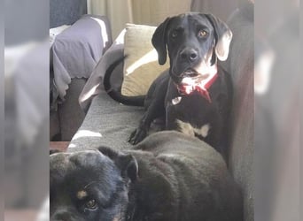 Nero,bildschöner Traumhund mit top Charakter