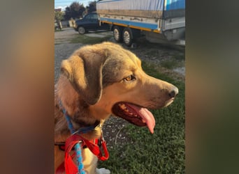 Romeo wünscht sich ein für immer Zuhause