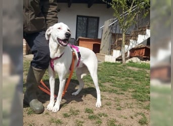 Sakiz, liebevolle Hündin mit einem großen Herzen