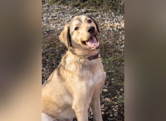 Romeo wünscht sich ein für immer Zuhause