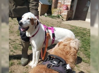 Sakiz, liebevolle Hündin mit einem großen Herzen