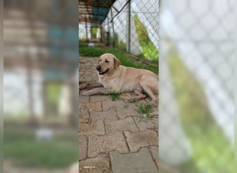 Buddy, liebevoller Labrador Mischling