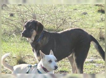 Riesenbaby Kian,ein Herzenshund