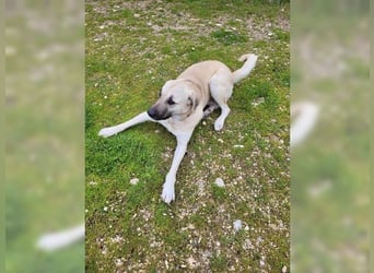 Kontess, gelassene, soziale Hündin