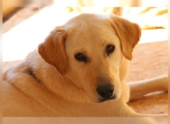 Liebevolle Mia, Golden Retriever Mischling