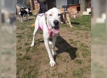 Sakiz, liebevolle Hündin mit einem großen Herzen