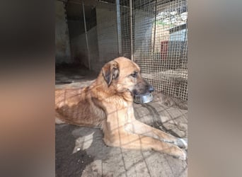 ALEX - er hat so viel Potenzial