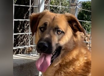 ALEX - er hat so viel Potenzial