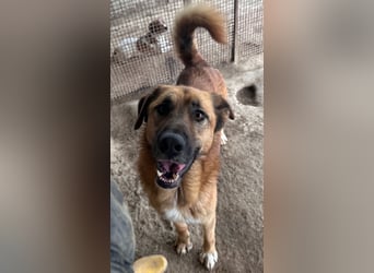 ALEX - er hat so viel Potenzial